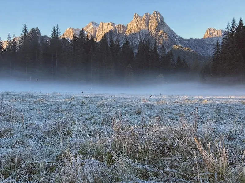An alpine hay meadow under morning frost, the forest edge and pale peaks beyond
